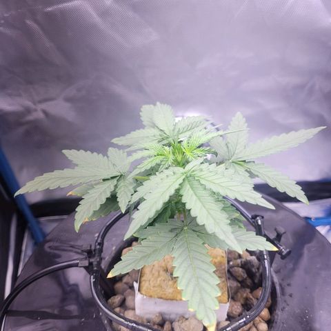 Blueberry Cheese Auto growlog photo: Trimming and topping before and after