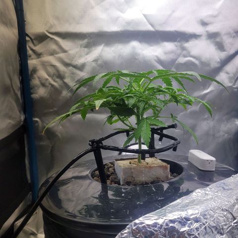 Blueberry Cheese Auto growlog photo: Trimming and topping before and after