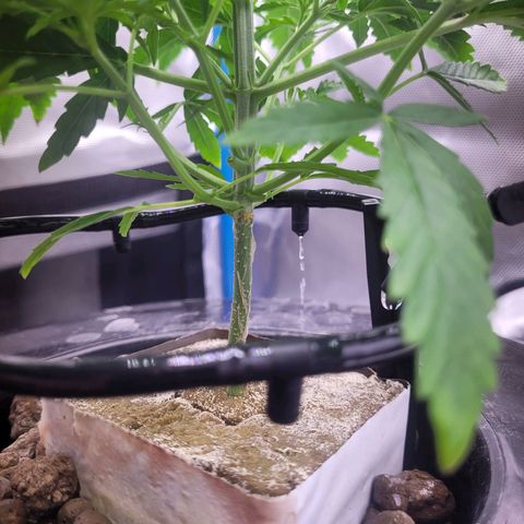 Blueberry Cheese Auto growlog photo: Trimming and topping before and after