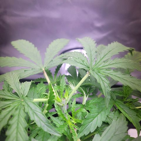 Blueberry Cheese Auto growlog photo: Trimming and topping before and after