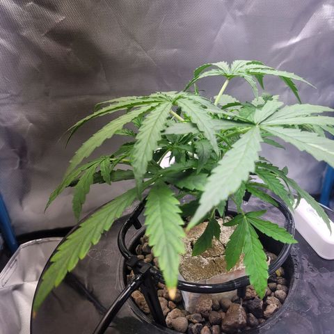 Blueberry Cheese Auto growlog photo: Trimming and topping before and after