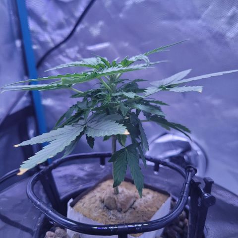 Blueberry Cheese Auto growlog photo: Day after topping main plant and trimming both