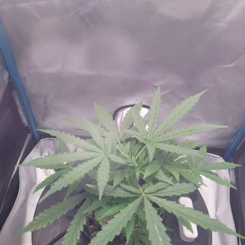 Blueberry Cheese Auto growlog photo: Day after topping main plant and trimming both