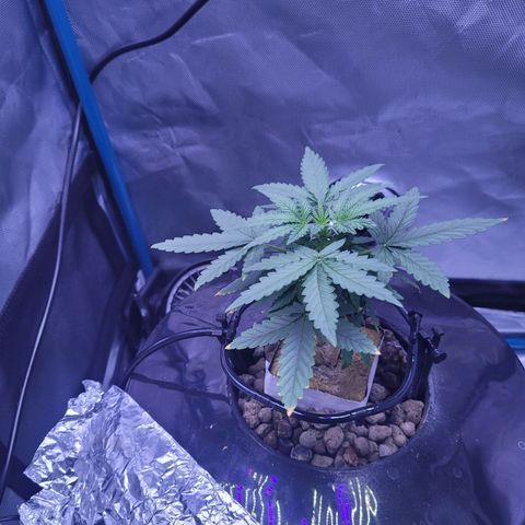 Blueberry Cheese Auto growlog photo: Day after topping main plant and trimming both