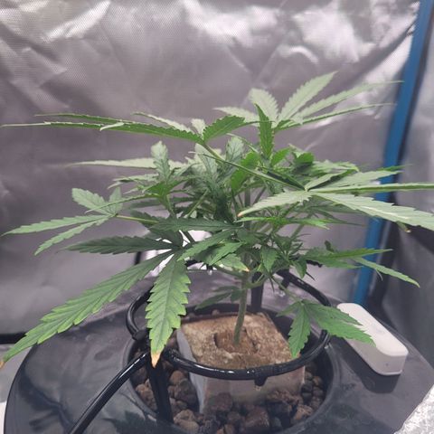 Blueberry Cheese Auto growlog photo: Day after topping main plant and trimming both