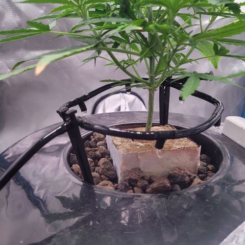 Blueberry Cheese Auto growlog photo: Day after topping main plant and trimming both