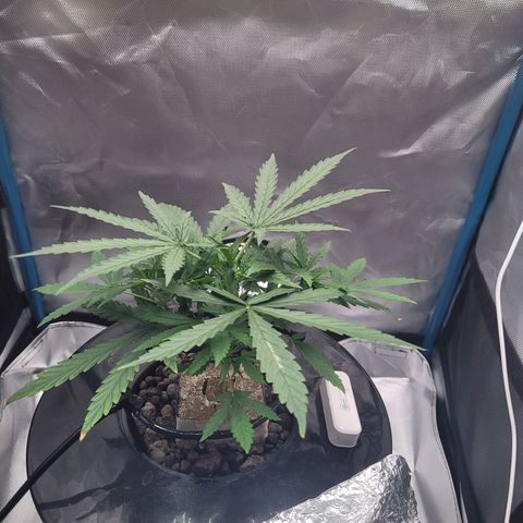 Blueberry Cheese Auto growlog photo: Day after topping main plant and trimming both