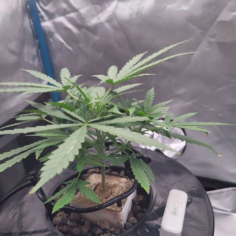 Blueberry Cheese Auto growlog photo: Day after topping main plant and trimming both