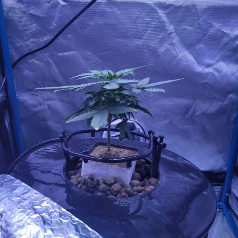 Blueberry Cheese Auto growlog photo: Day after topping main plant and trimming both