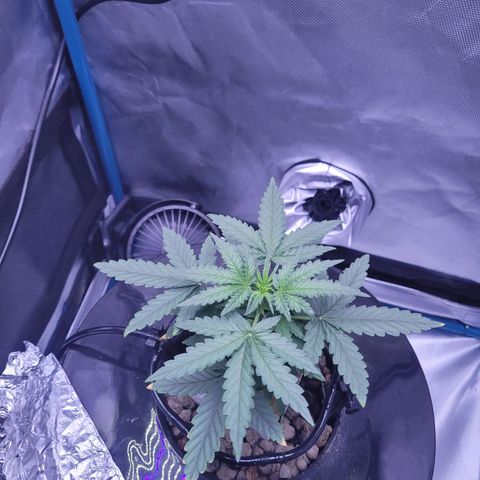 Blueberry Cheese Auto growlog photo: Day after topping main plant and trimming both
