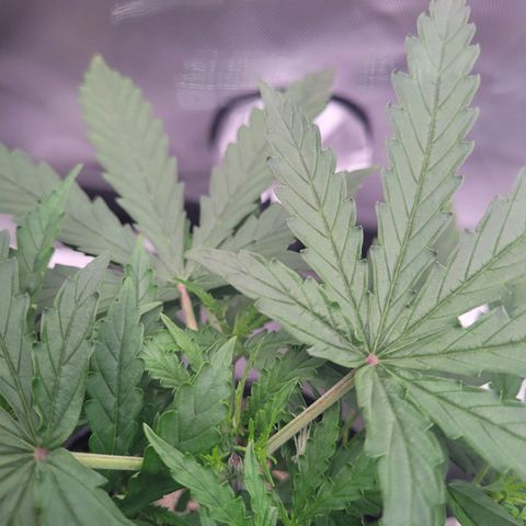 Blueberry Cheese Auto growlog photo: Day after topping main plant and trimming both