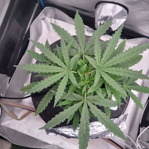 Blueberry Cheese Auto growlog photo: Day after topping main plant and trimming both