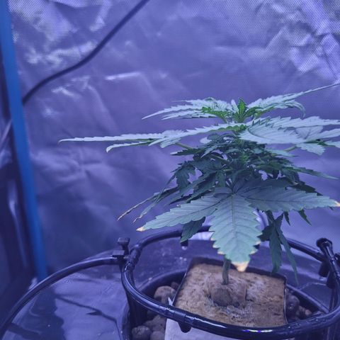 Blueberry Cheese Auto growlog photo: Day after topping main plant and trimming both