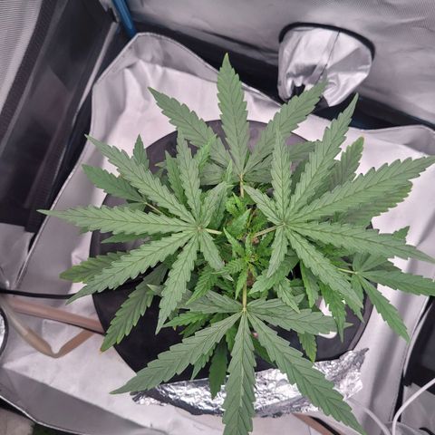 Blueberry Cheese Auto growlog photo: Day after topping main plant and trimming both