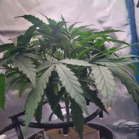 Blueberry Cheese Auto growlog photo: Removed more bottom leaves. Branches getting enough mass to train soon