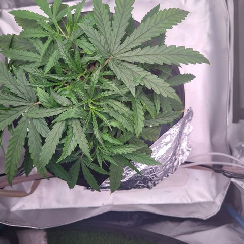Blueberry Cheese Auto growlog photo: Removed more bottom leaves. Branches getting enough mass to train soon