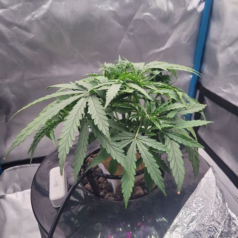 Blueberry Cheese Auto growlog photo: Removed more bottom leaves. Branches getting enough mass to train soon