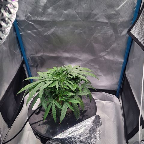 Blueberry Cheese Auto growlog photo: Removed more bottom leaves. Branches getting enough mass to train soon