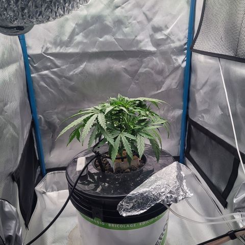 Blueberry Cheese Auto growlog photo: Removed more bottom leaves. Branches getting enough mass to train soon