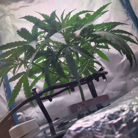 Blueberry Cheese Auto growlog photo: Removed more bottom leaves. Branches getting enough mass to train soon