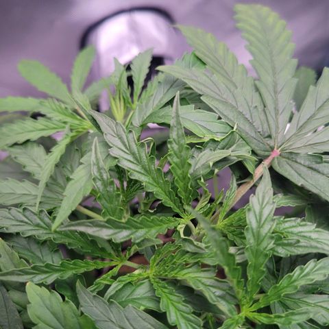 Blueberry Cheese Auto growlog photo: Removed more bottom leaves. Branches getting enough mass to train soon