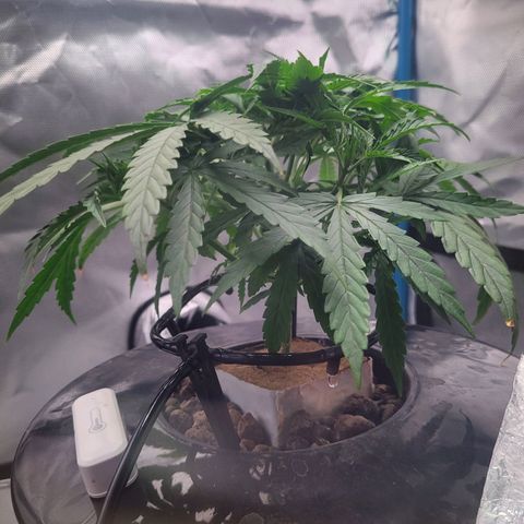 Blueberry Cheese Auto growlog photo: Removed more bottom leaves. Branches getting enough mass to train soon