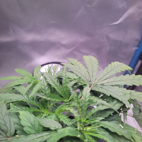 Blueberry Cheese Auto growlog photo: Removed more bottom leaves. Branches getting enough mass to train soon