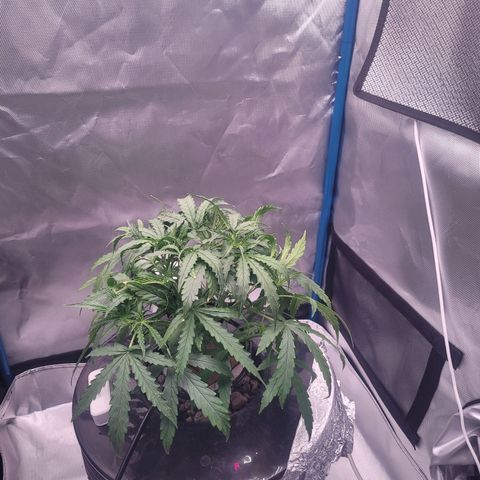 Blueberry Cheese Auto growlog photo: trimmed remaining primary fan leaves, High VPD. Leaves showing transpiration stress