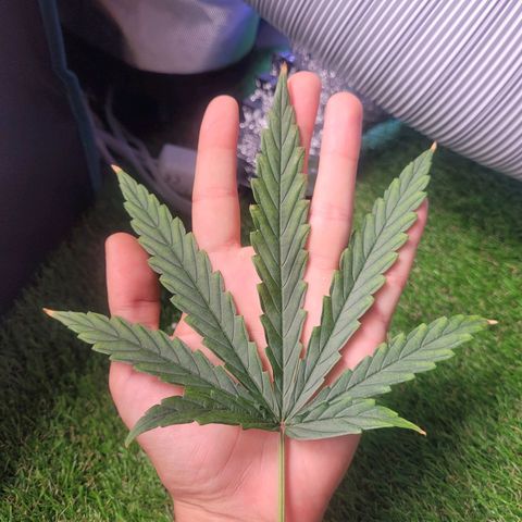 Blueberry Cheese Auto growlog photo: trimmed remaining primary fan leaves, High VPD. Leaves showing transpiration stress
