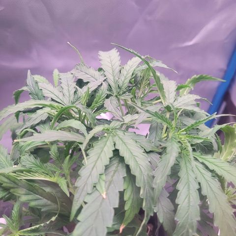 Blueberry Cheese Auto growlog photo: trimmed remaining primary fan leaves, High VPD. Leaves showing transpiration stress