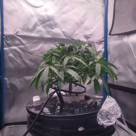 Blueberry Cheese Auto growlog photo: trimmed remaining primary fan leaves, High VPD. Leaves showing transpiration stress