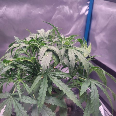 Blueberry Cheese Auto growlog photo: trimmed remaining primary fan leaves, High VPD. Leaves showing transpiration stress