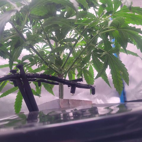 Blueberry Cheese Auto growlog photo: trimmed remaining primary fan leaves, High VPD. Leaves showing transpiration stress
