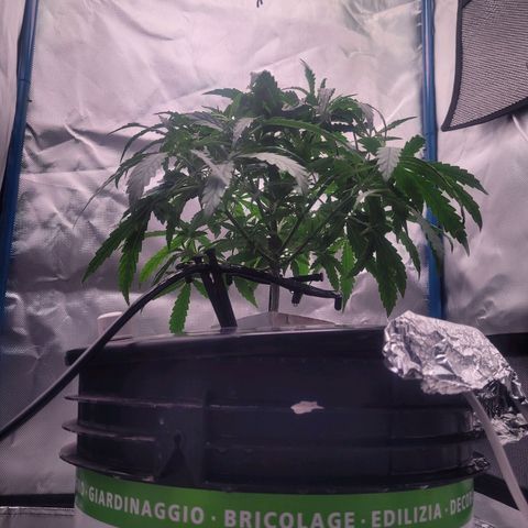 Blueberry Cheese Auto growlog photo: trimmed remaining primary fan leaves, High VPD. Leaves showing transpiration stress