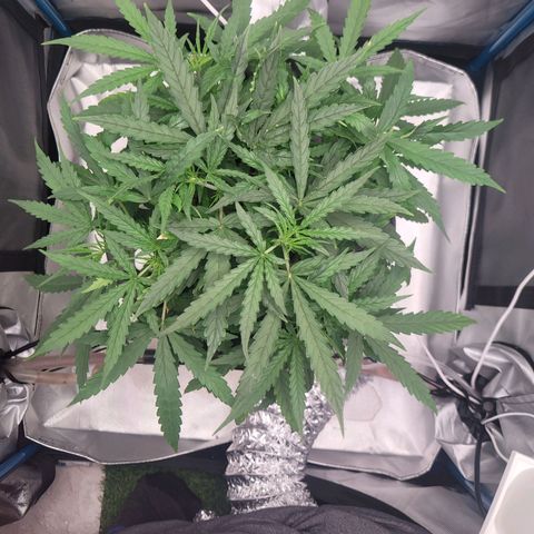 Blueberry Cheese Auto growlog photo: Heatwave dying down. Further lower defoliation. Drinking a lot