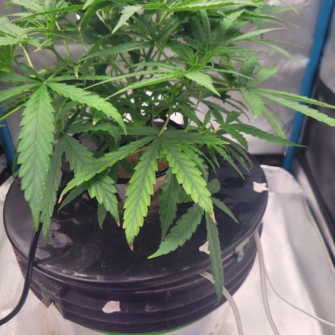 Blueberry Cheese Auto growlog photo: Heatwave dying down. Further lower defoliation. Drinking a lot