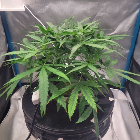 Blueberry Cheese Auto growlog photo: Heatwave dying down. Further lower defoliation. Drinking a lot