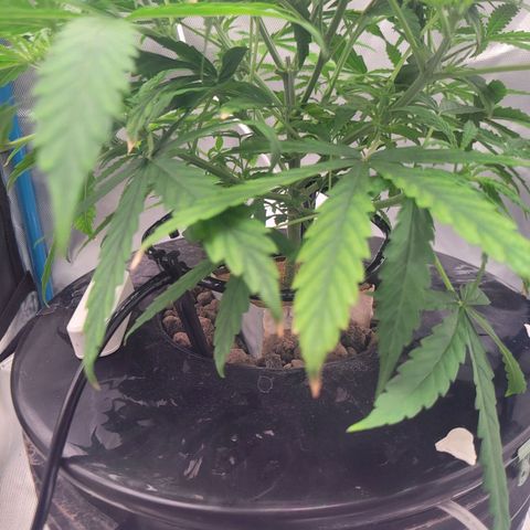 Blueberry Cheese Auto growlog photo: Heatwave dying down. Further lower defoliation. Drinking a lot