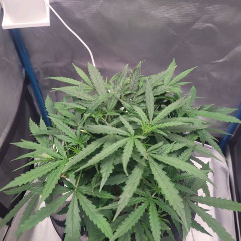 Blueberry Cheese Auto growlog photo: Heatwave dying down. Further lower defoliation. Drinking a lot