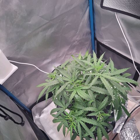 Blueberry Cheese Auto growlog photo: LST, opening up the plant