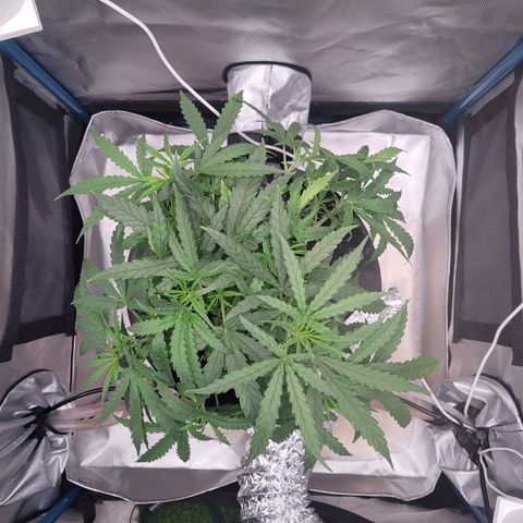 Blueberry Cheese Auto growlog photo: LST, opening up the plant
