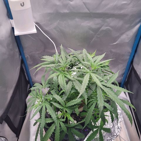Blueberry Cheese Auto growlog photo: LST, opening up the plant