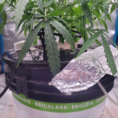 Blueberry Cheese Auto growlog photo: LST, opening up the plant