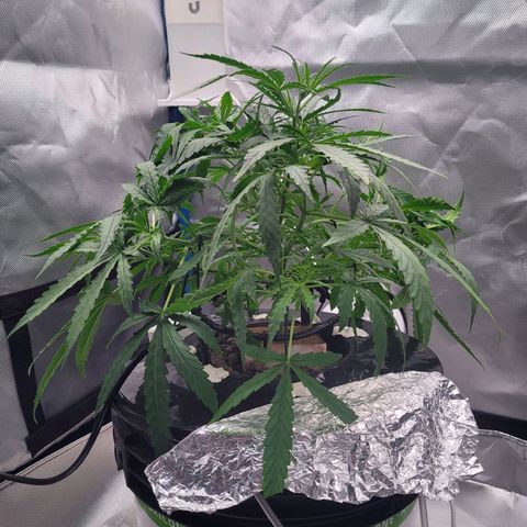 Blueberry Cheese Auto growlog photo: LST, opening up the plant