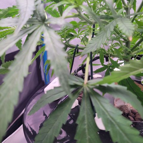 Blueberry Cheese Auto growlog photo: LST, opening up the plant