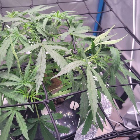 Blueberry Cheese Auto growlog photo: Trying trellis net to spread out top branches