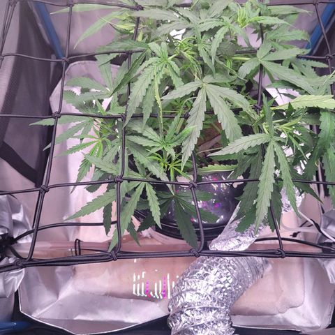 Blueberry Cheese Auto growlog photo: Trying trellis net to spread out top branches