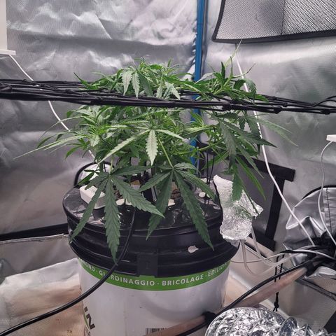 Blueberry Cheese Auto growlog photo: Trying trellis net to spread out top branches