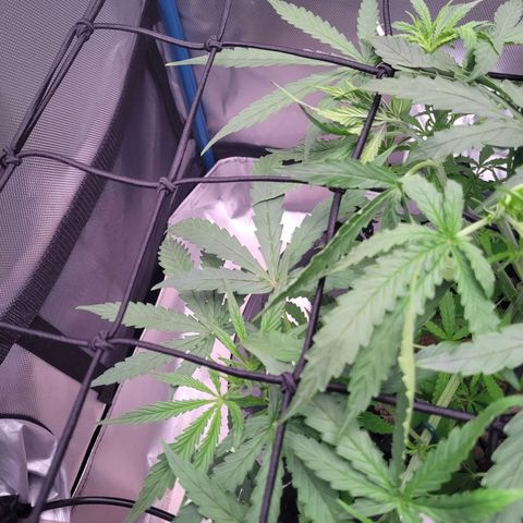 Blueberry Cheese Auto growlog photo: Trying trellis net to spread out top branches