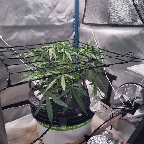 Blueberry Cheese Auto growlog photo: Trying trellis net to spread out top branches
